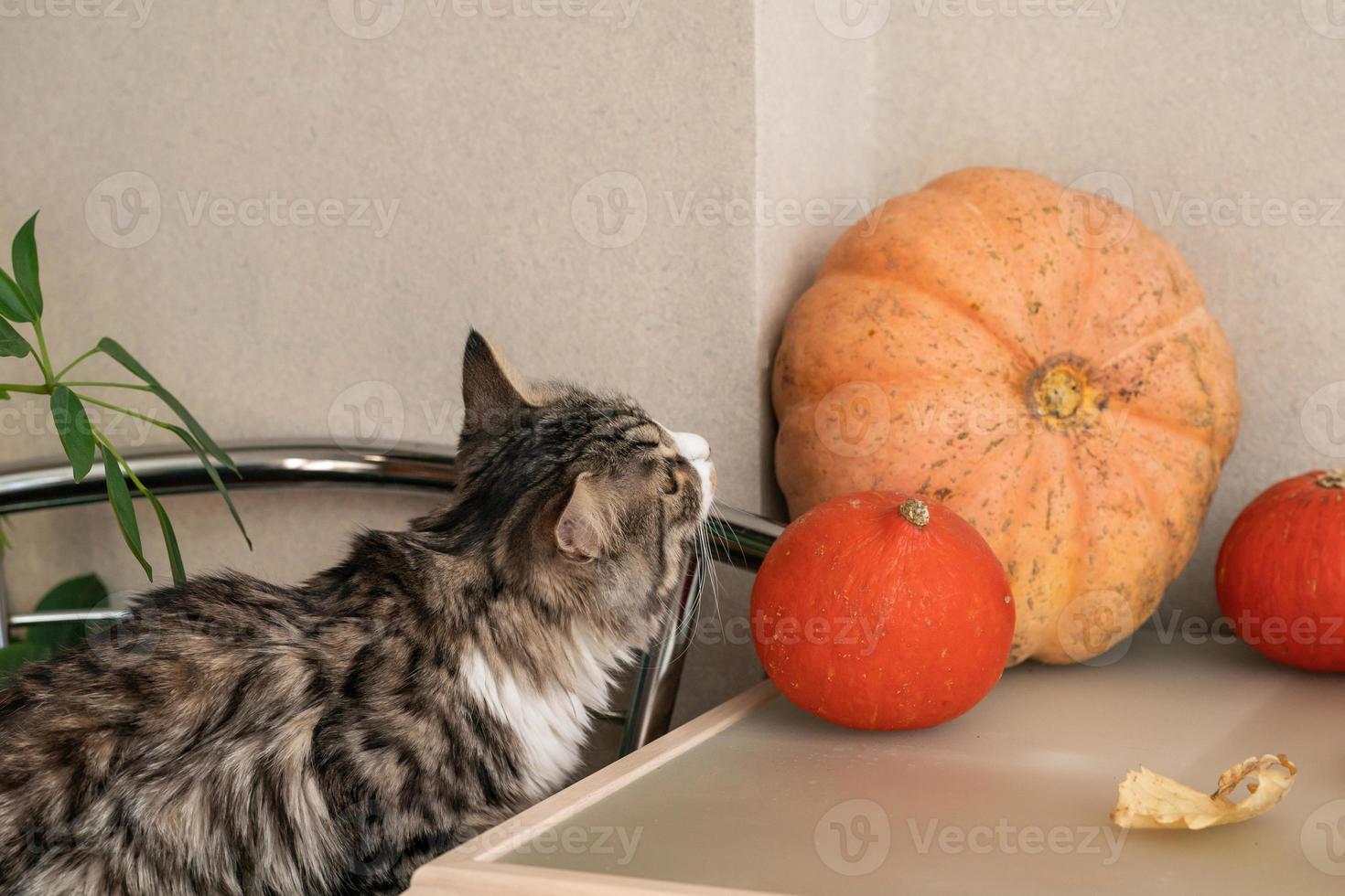 fluffy gray cat sits on the table among pumpkins and fall leaves photo