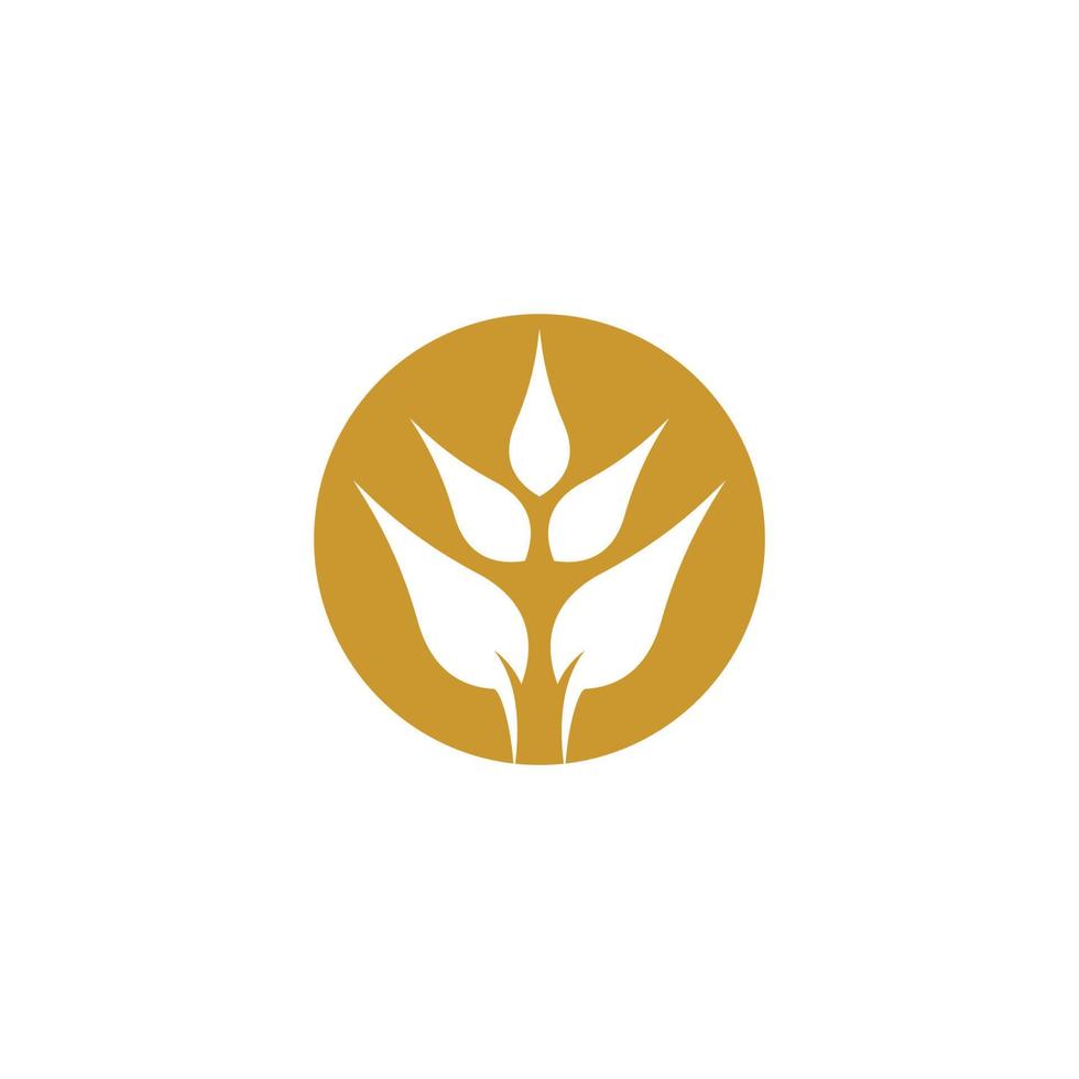 Wheat logo images vector