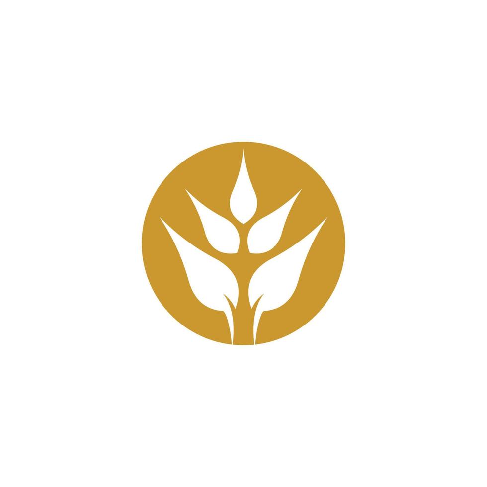 Wheat logo images vector