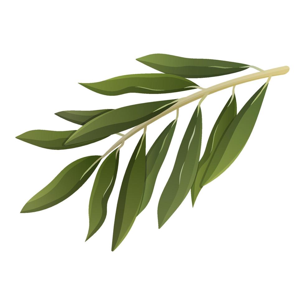 Branch with leaves isolated on white. Olive tree. Vector illustration