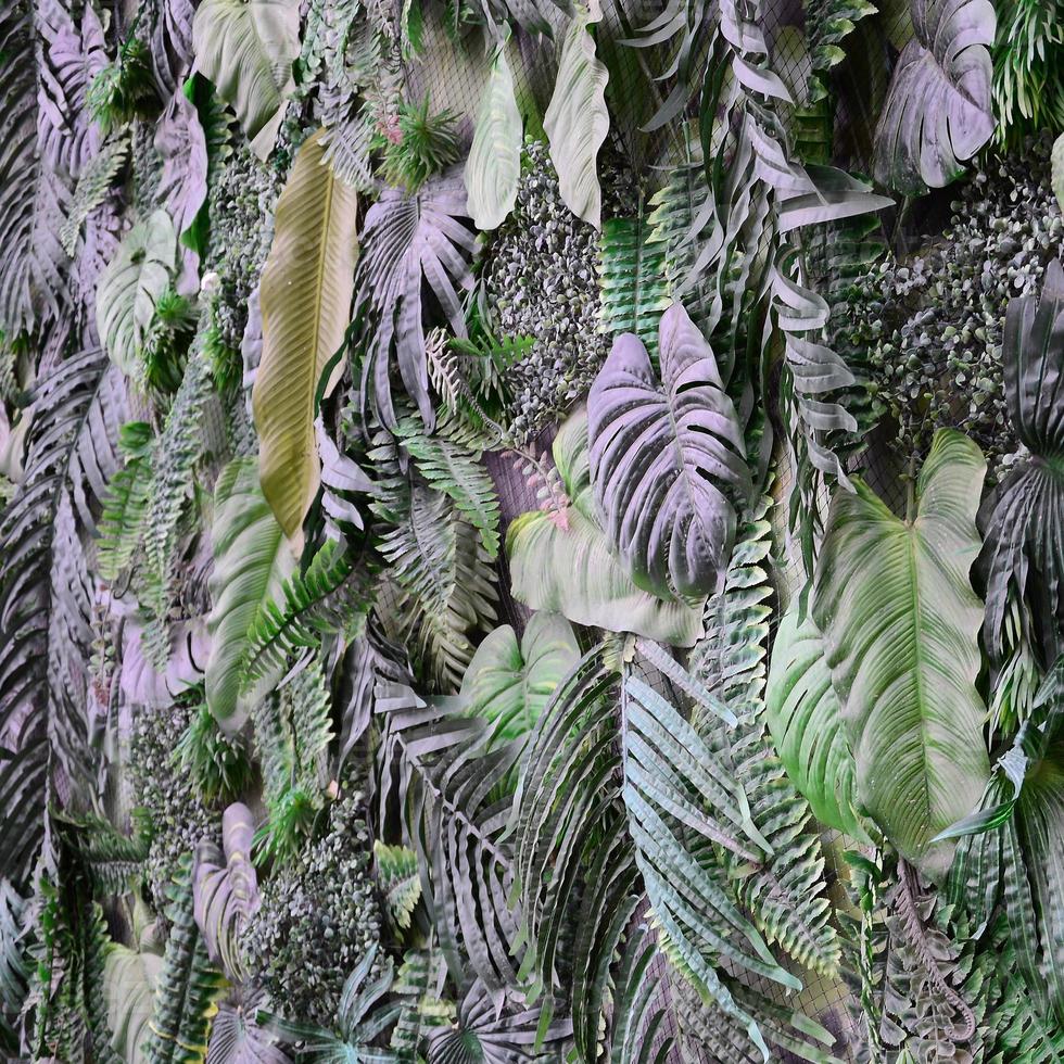 Tropical green leaves background, fern, palm and Monstera Deliciosa leaf on wall photo