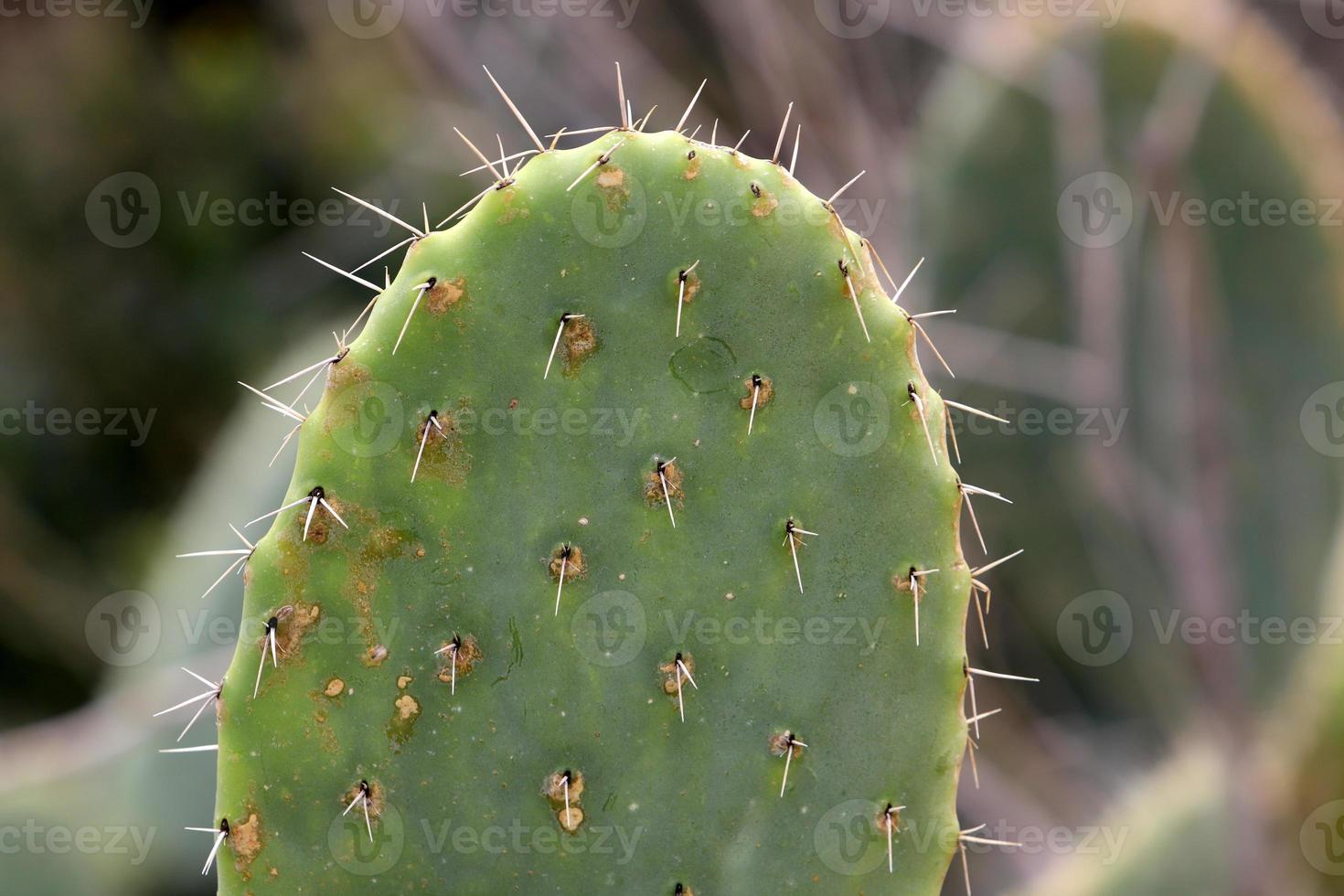 A large and prickly cactus grows in a city park. photo