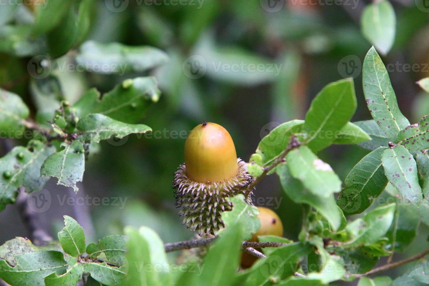 Acorns ripen on an oak tree in a city park. photo