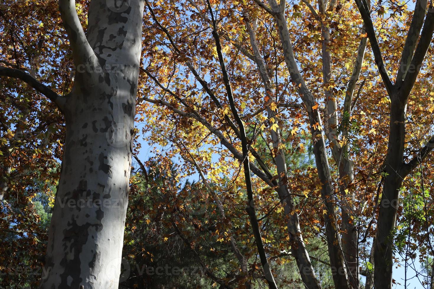 Tall sycamore tree in a city park in Israel. 14892324 Stock Photo at