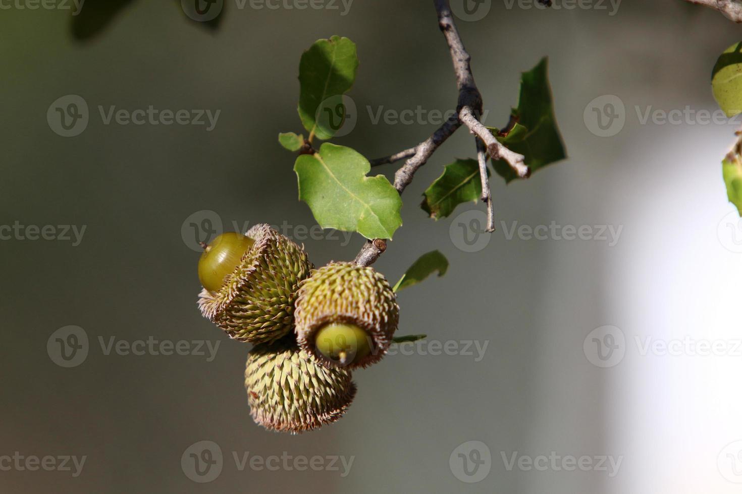 Acorns ripen on an oak tree in a city park. photo