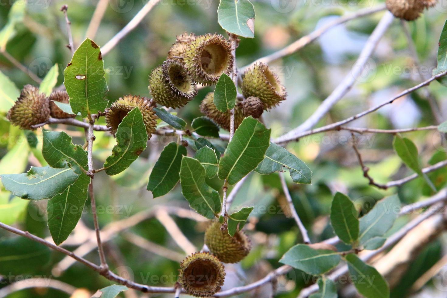 las bellotas maduran en un roble en un parque de la ciudad. foto