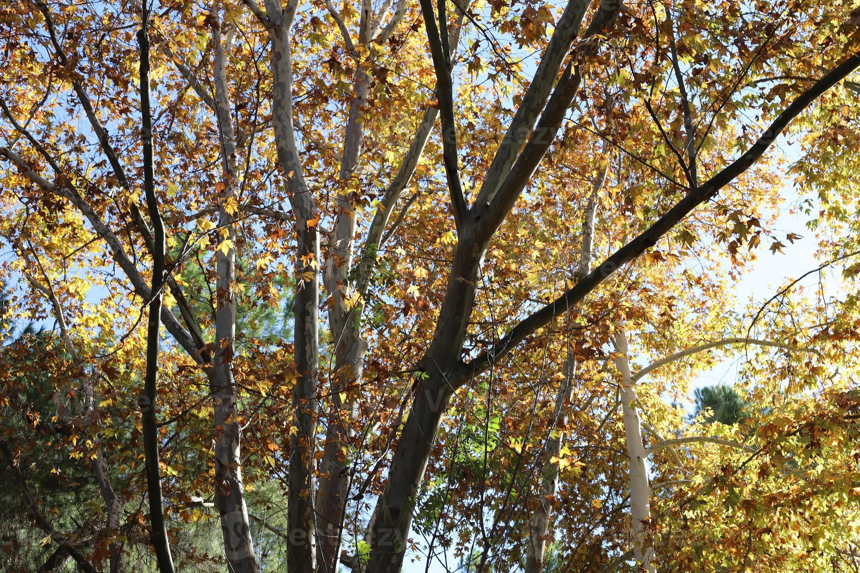 Tall sycamore tree in a city park in Israel. 14892907 Stock Photo at