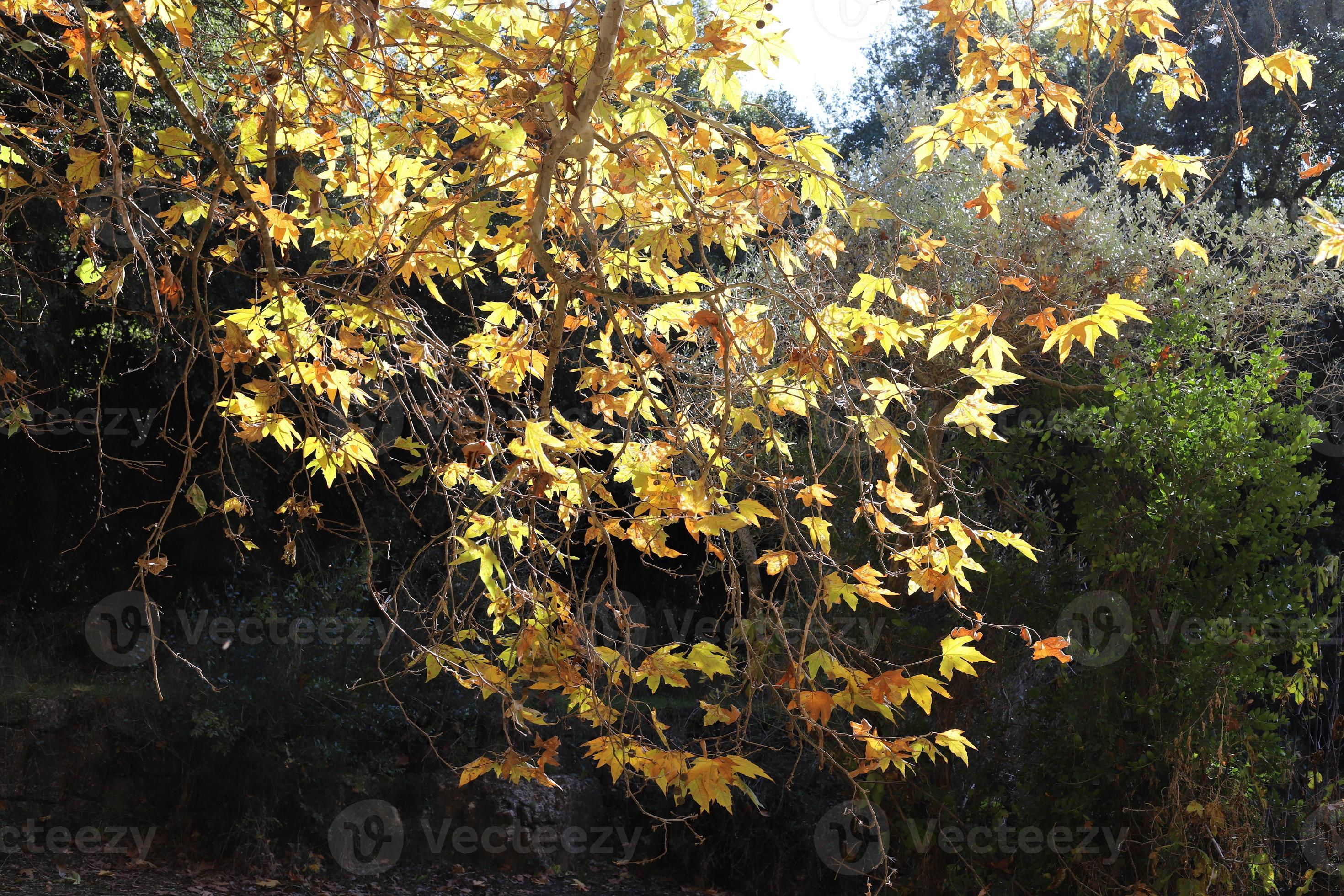 Tall sycamore tree in a city park in Israel. 14892918 Stock Photo at