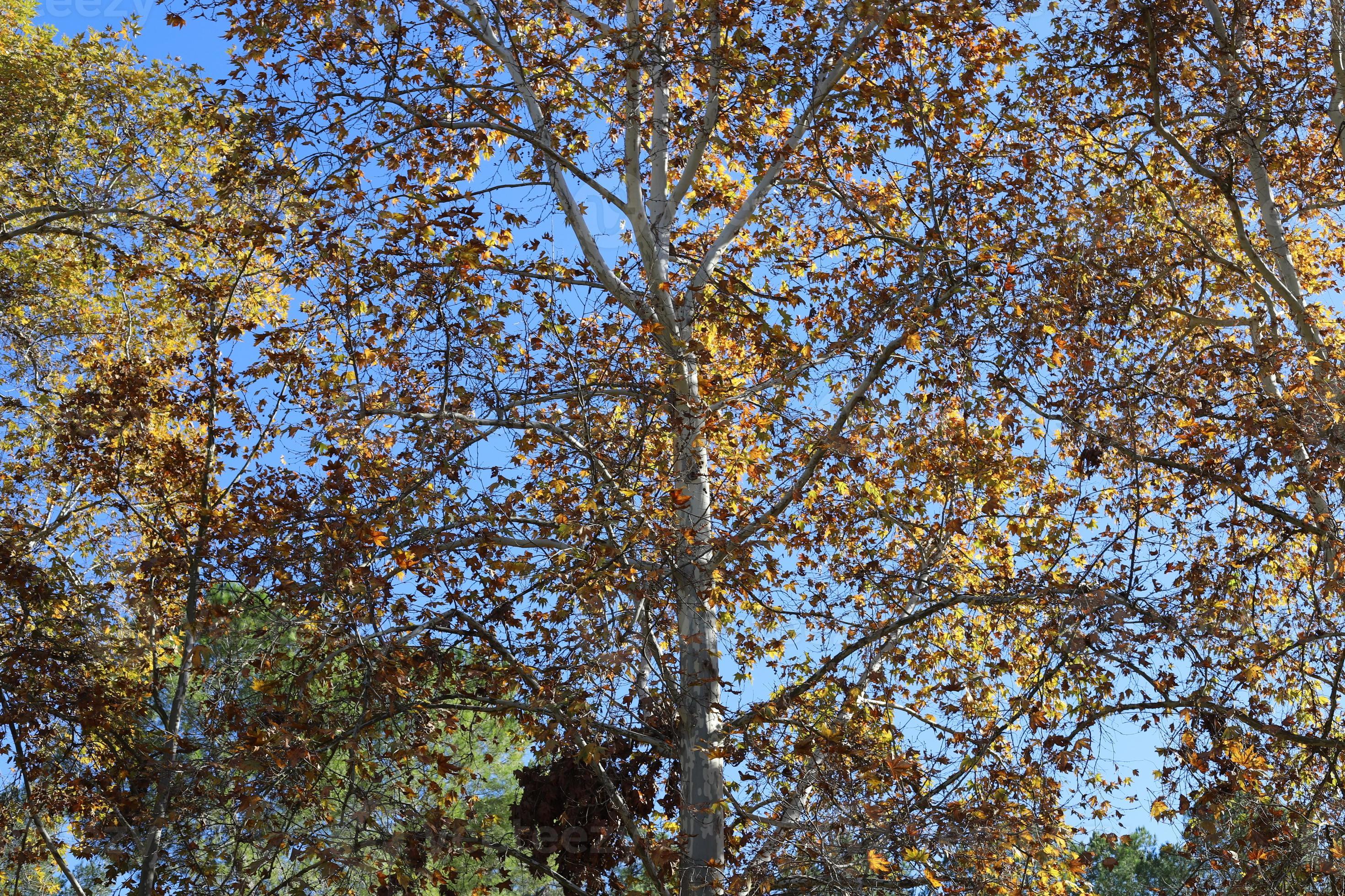 Tall sycamore tree in a city park in Israel. 14893064 Stock Photo at