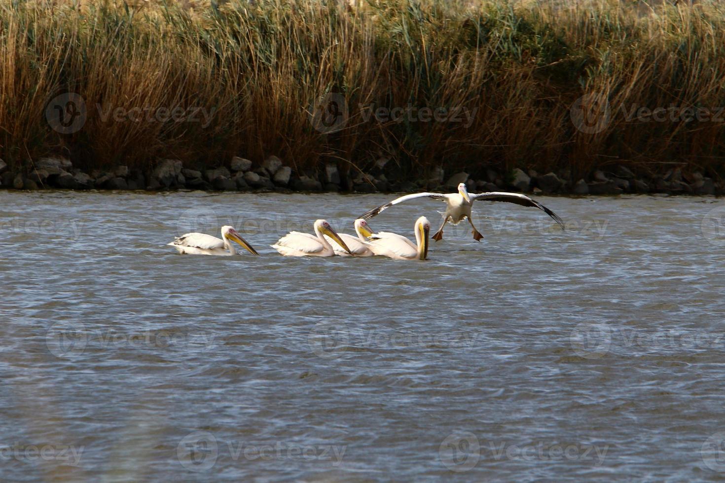 Pelicans on the lake are catching fish. photo