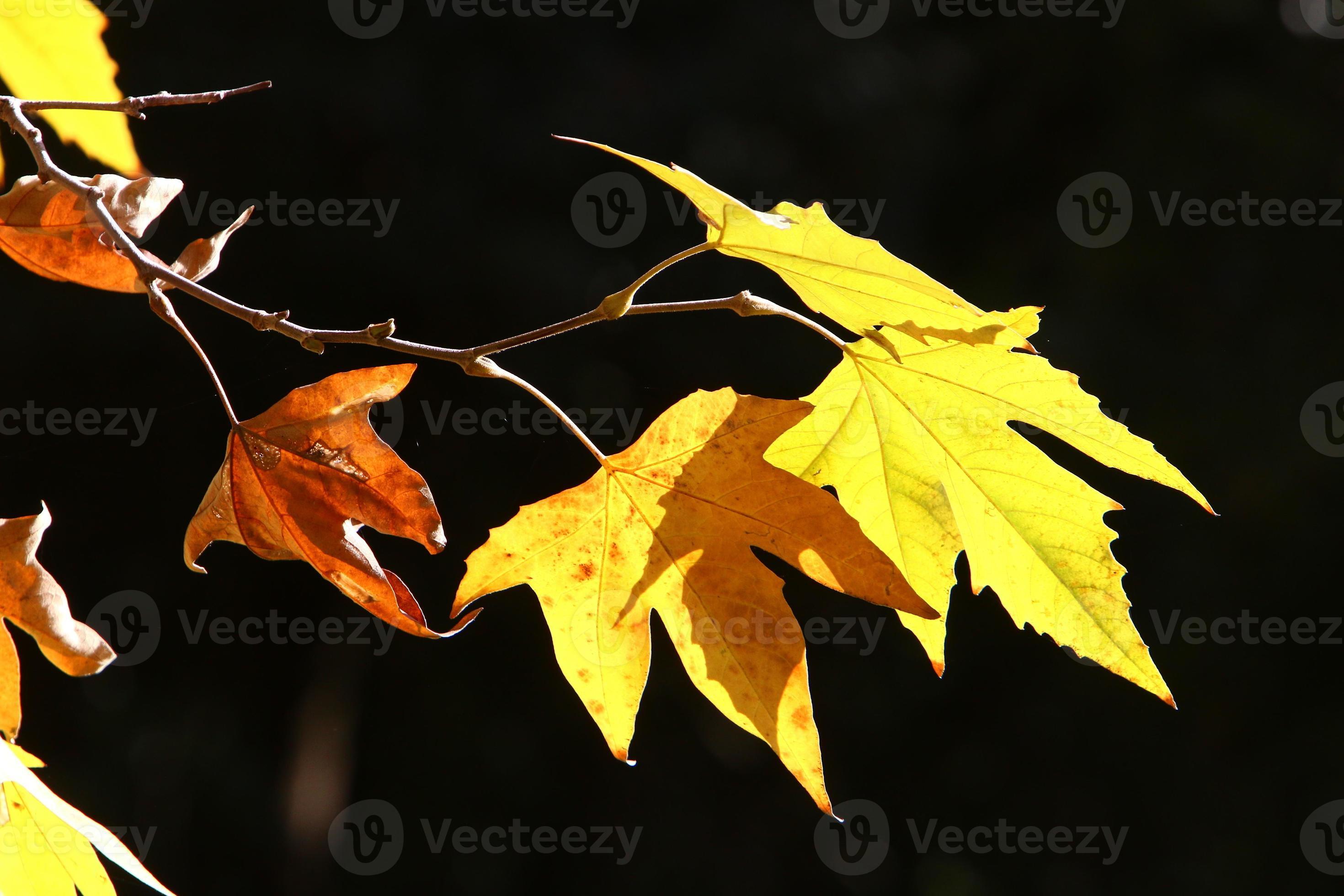 Tall sycamore tree in a city park in Israel. 14893370 Stock Photo at