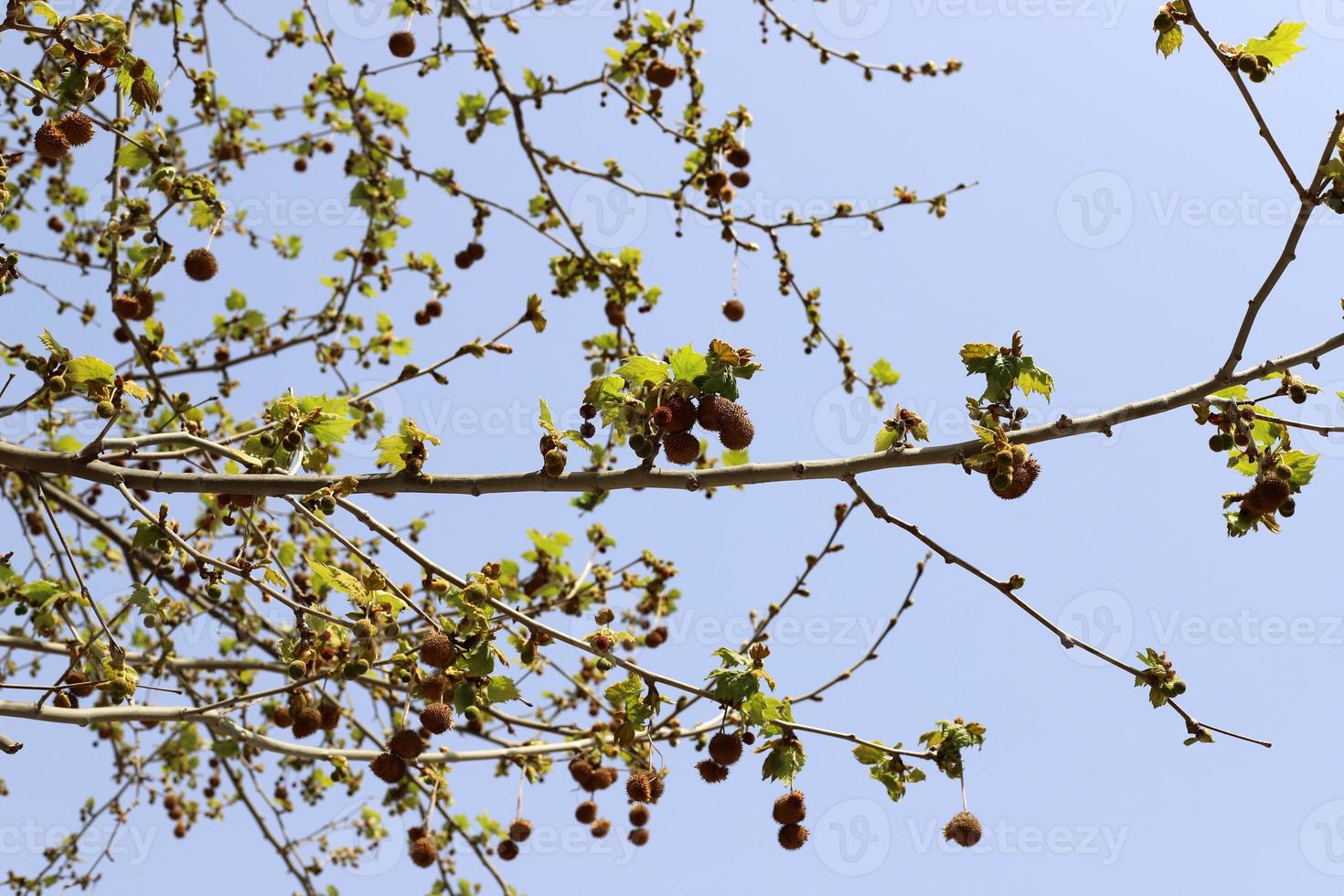 Tall sycamore tree in a city park in Israel. 14893371 Stock Photo at