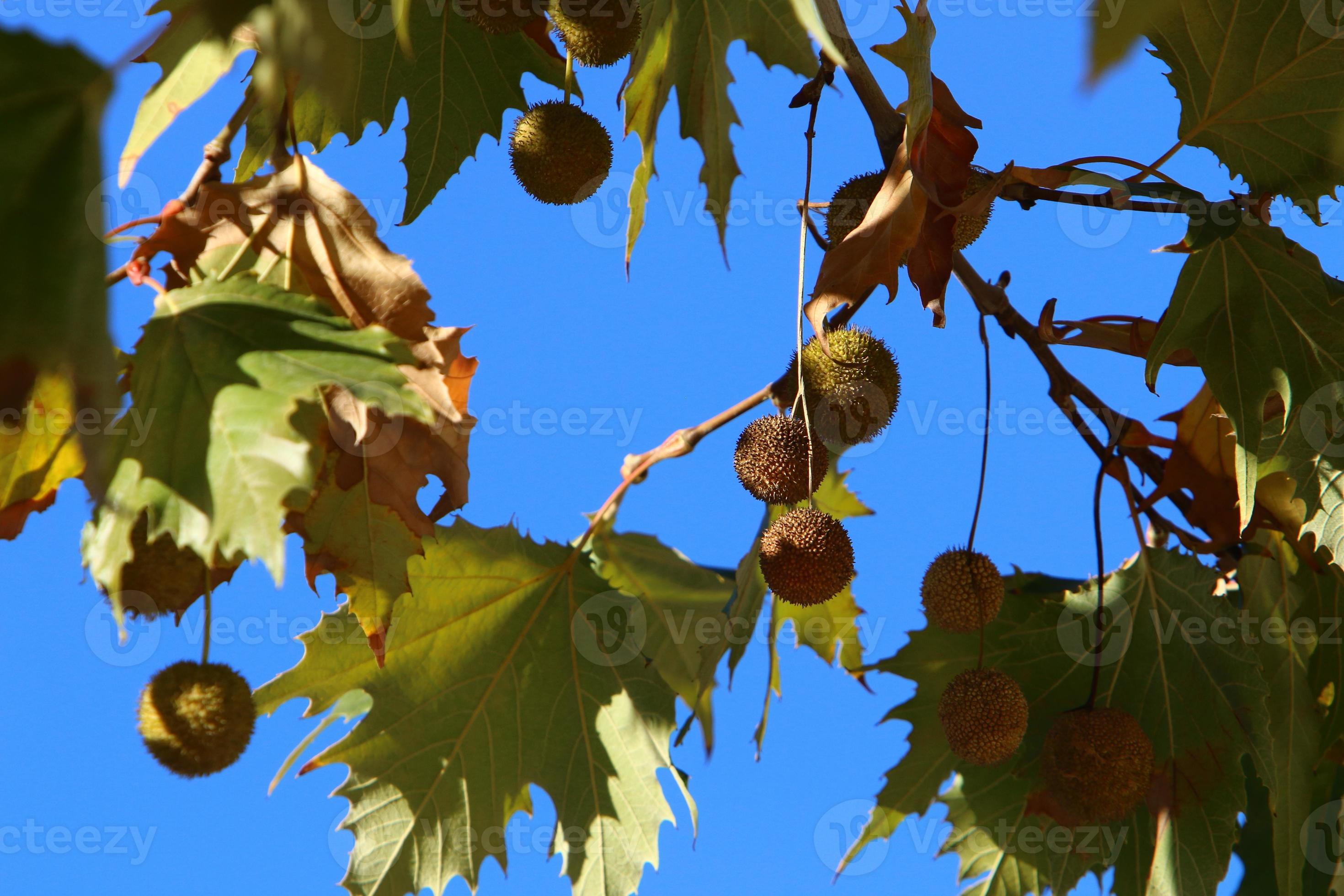 Tall sycamore tree in a city park in Israel. 14893377 Stock Photo at