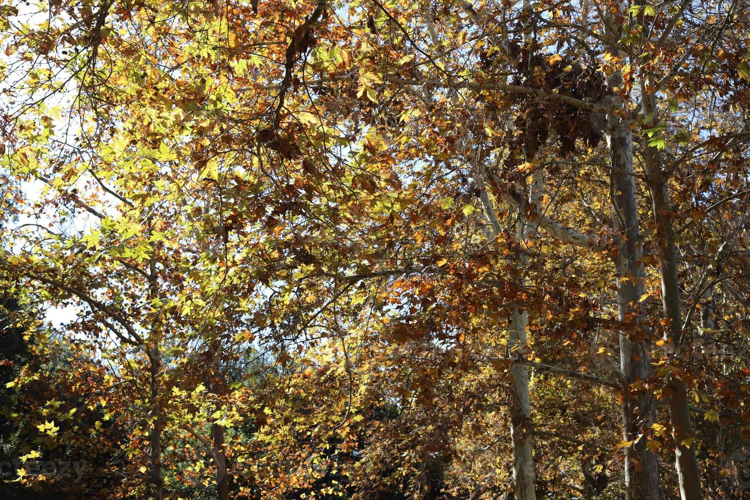 Tall sycamore tree in a city park in Israel. 14893539 Stock Photo at