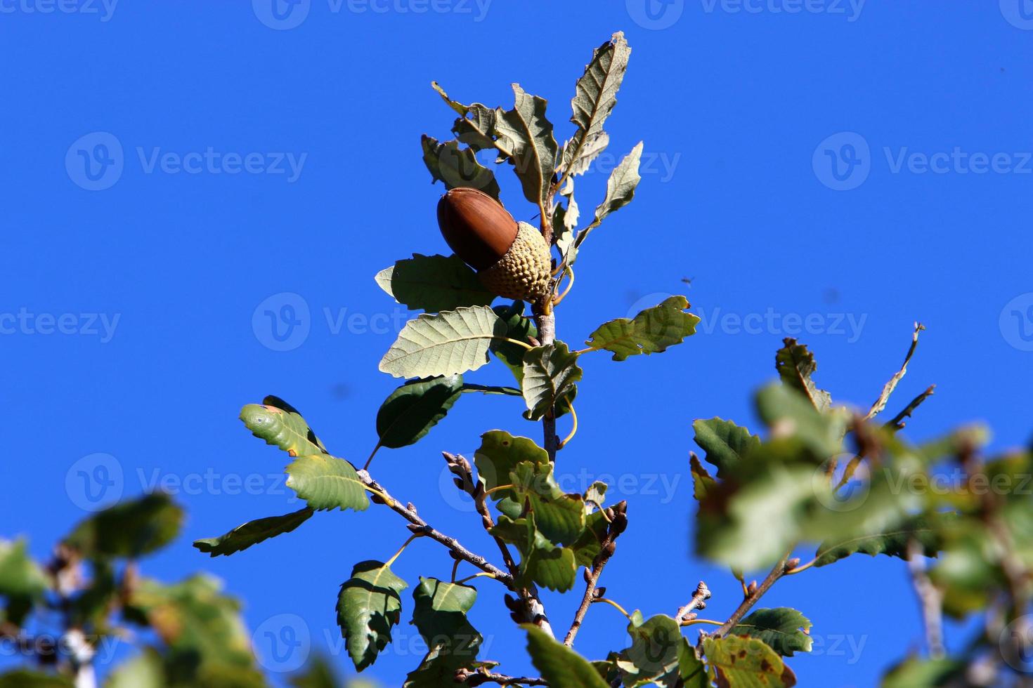 Acorns ripen on an oak tree in a city park. photo