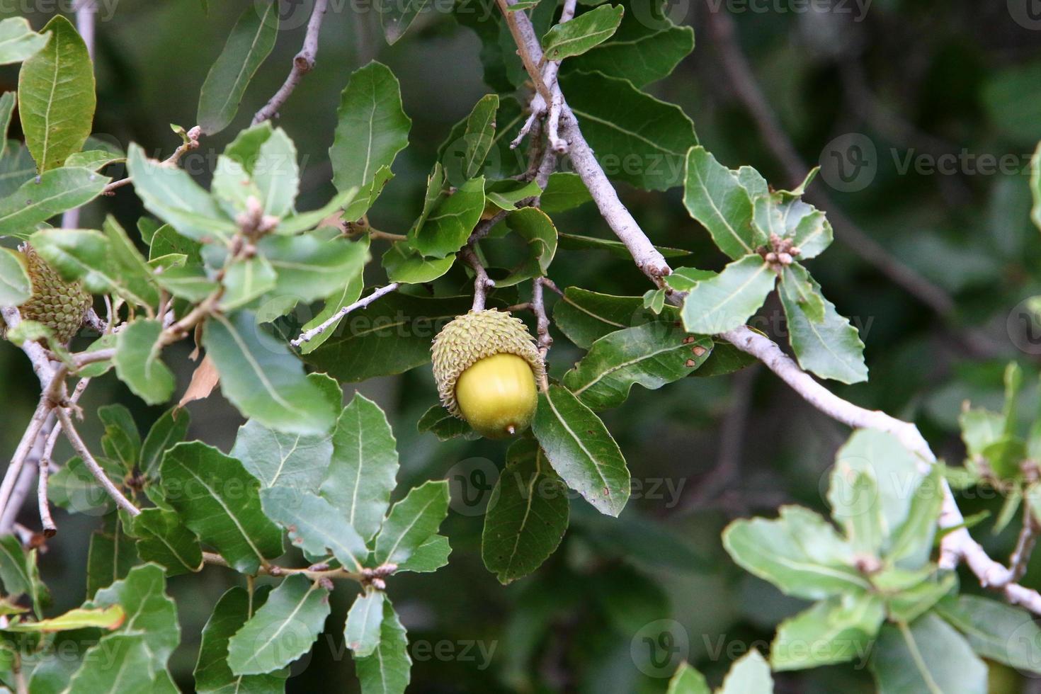 Acorns ripen on an oak tree in a city park. photo