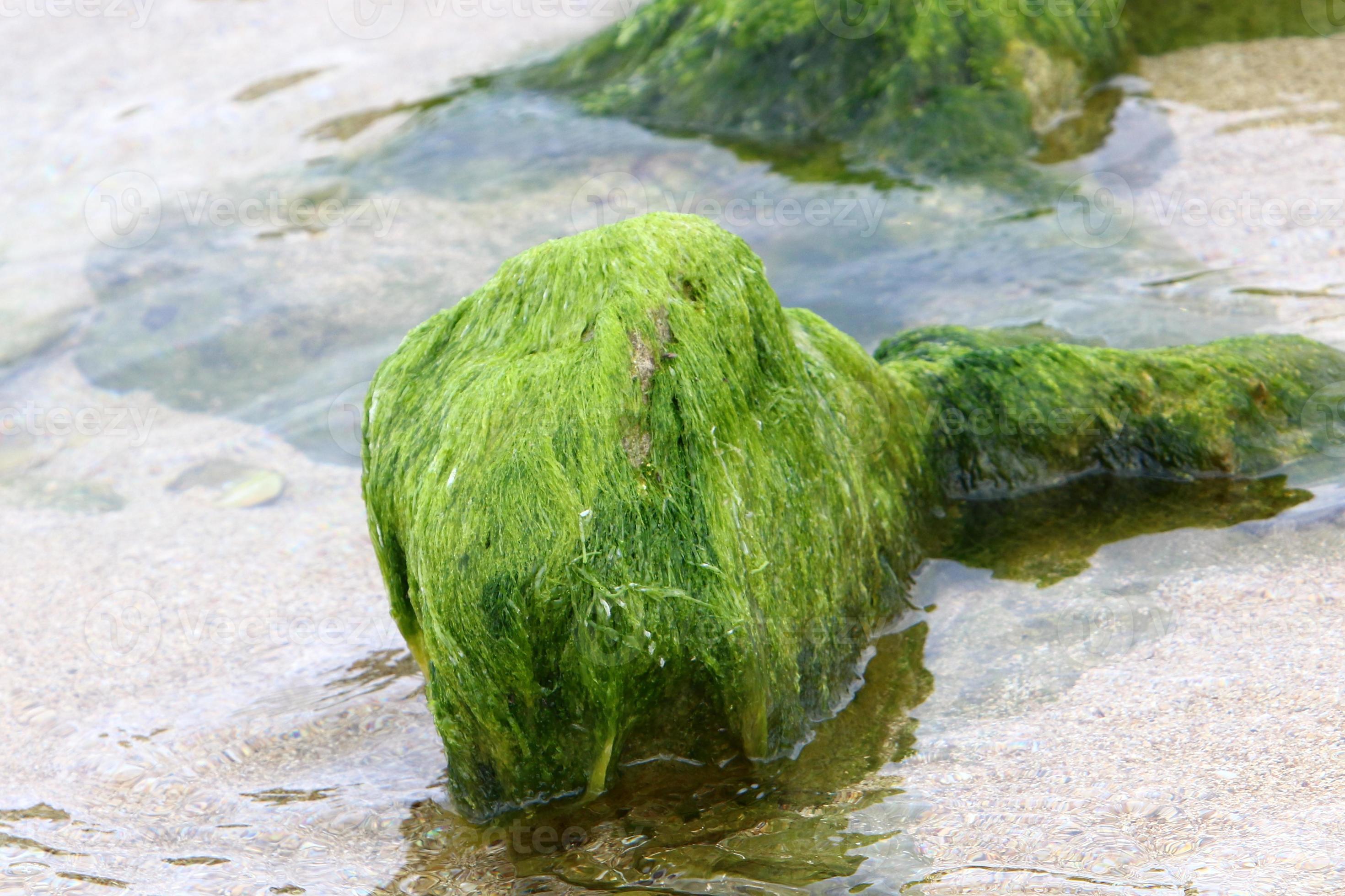 algas verdes en las rocas de la costa mediterránea. 14893857 Foto de 