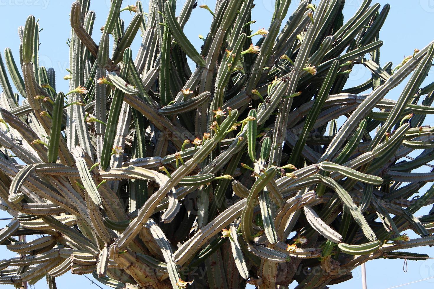 A large and prickly cactus grows in a city park. photo