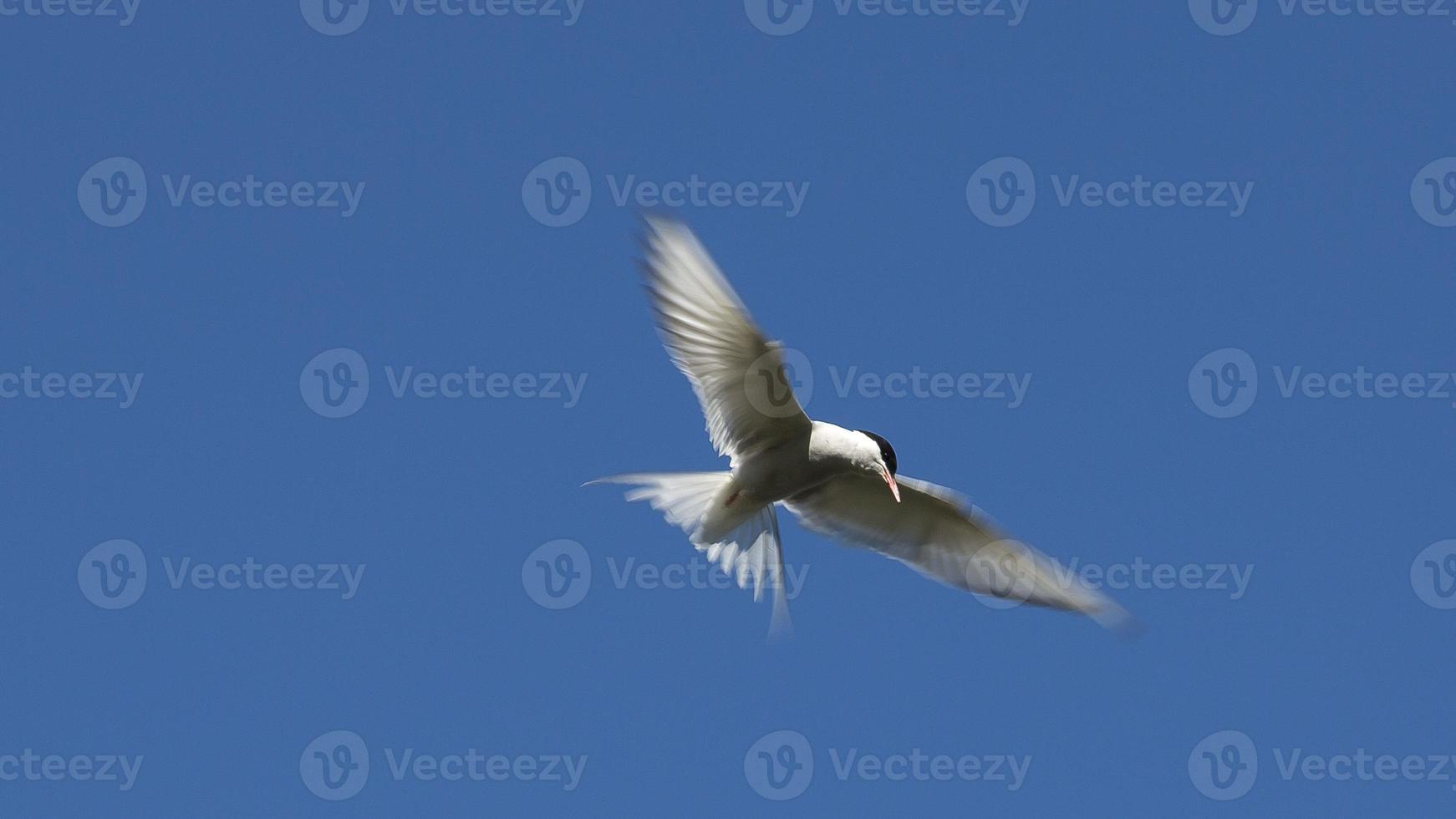 Flying seagull in front of deep blue sky photo