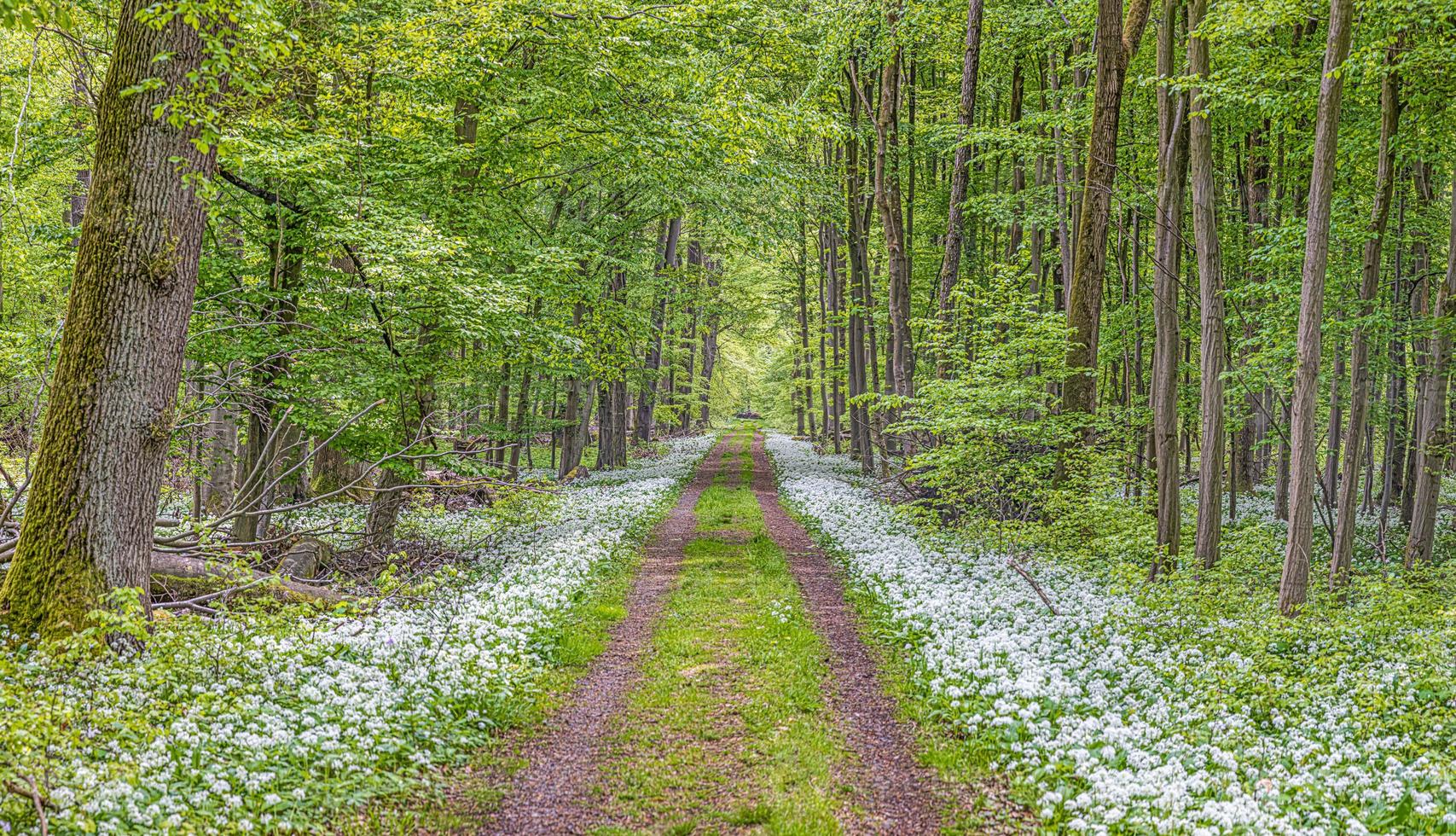 View along a forest path lined with white blooming wild garlic in springtime photo