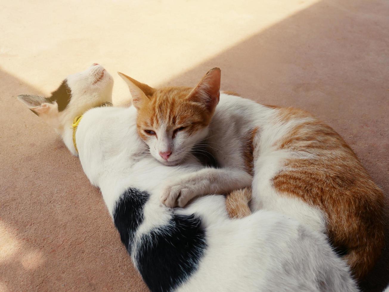el abrazo de los gatos lindos muestra calidez, intimidad, confianza, alegría. foto