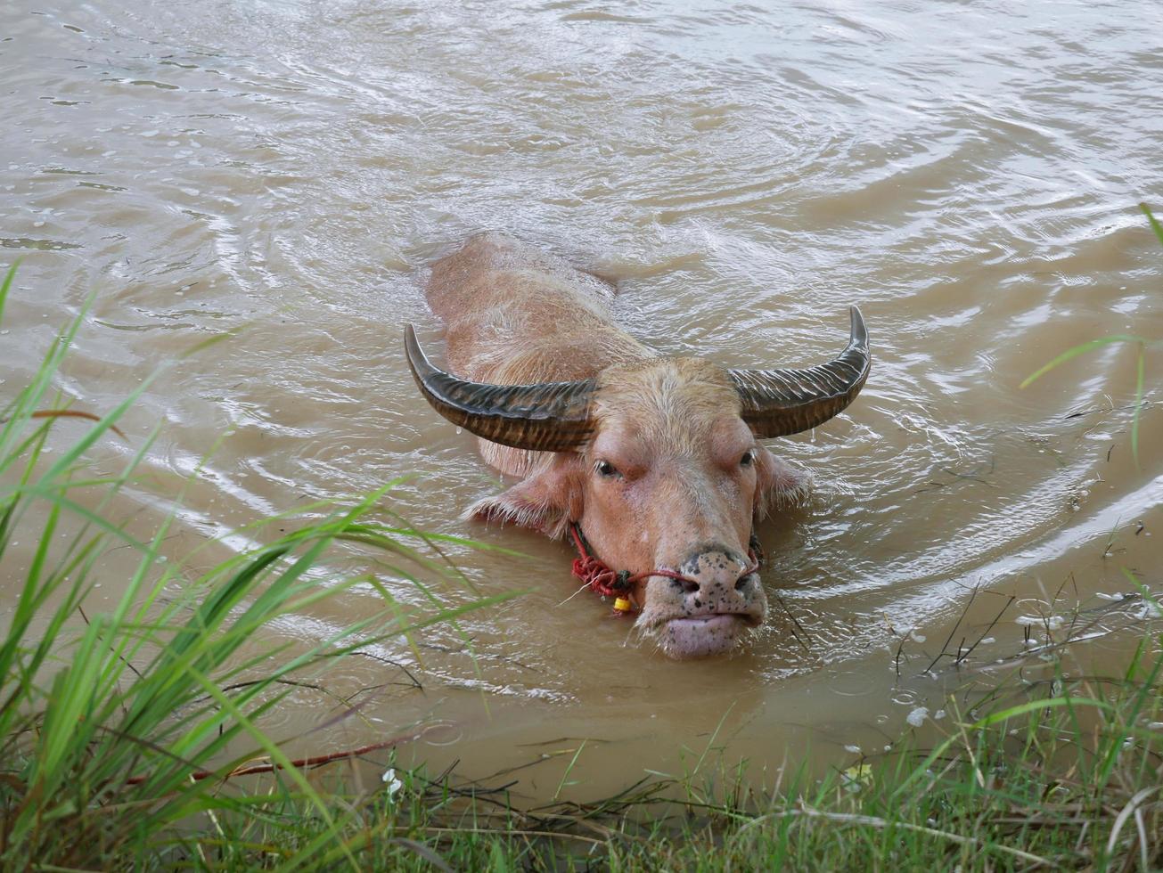 búfalo de agua en el canal para refrescarse. foto