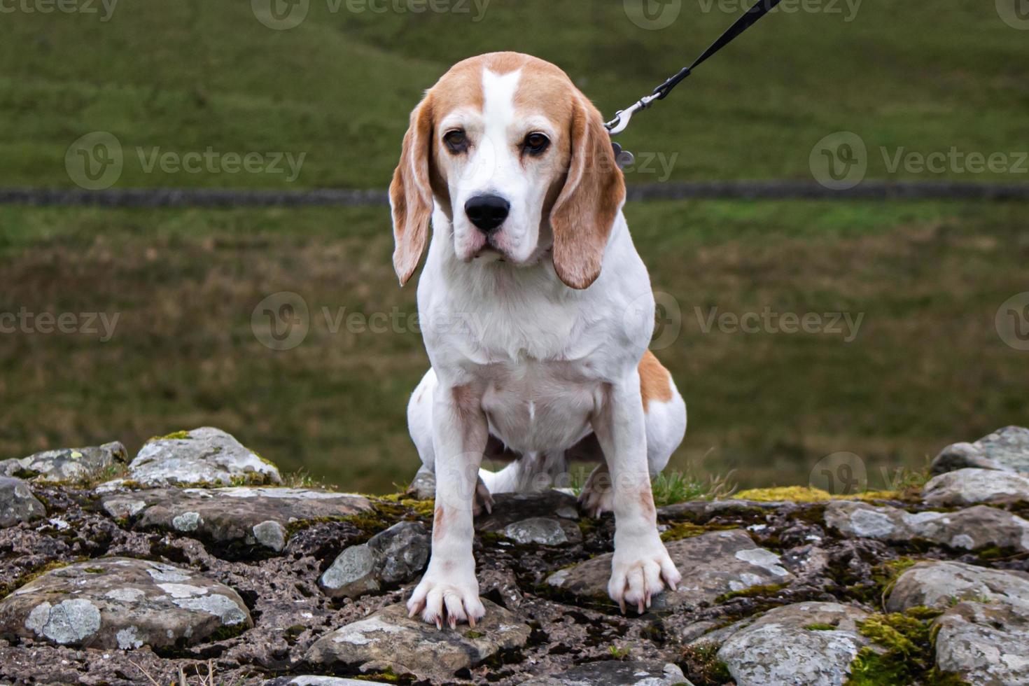 un perro beagle foto