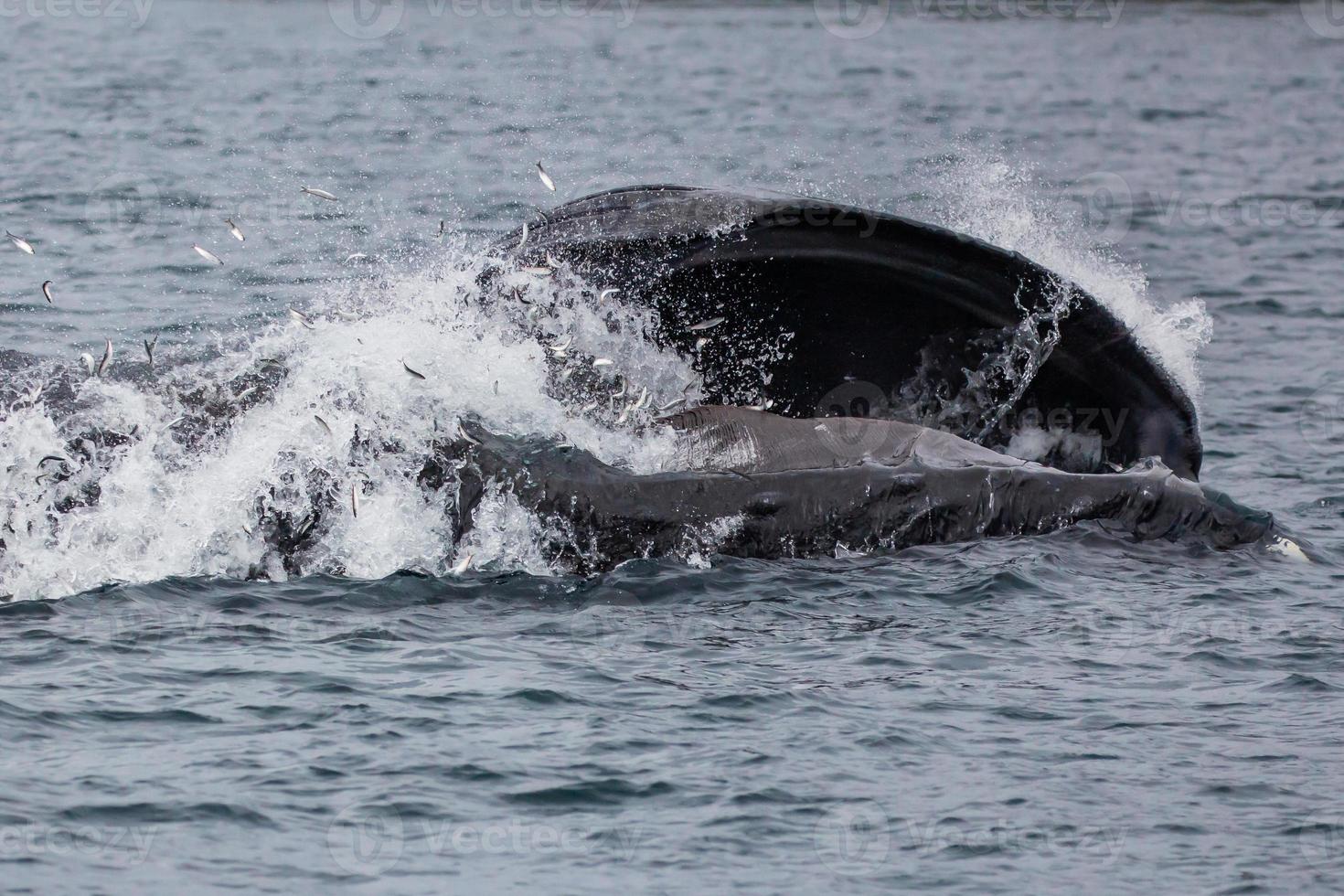 A Sperm whale catching mackerel and showing baleen plates in British columbia photo