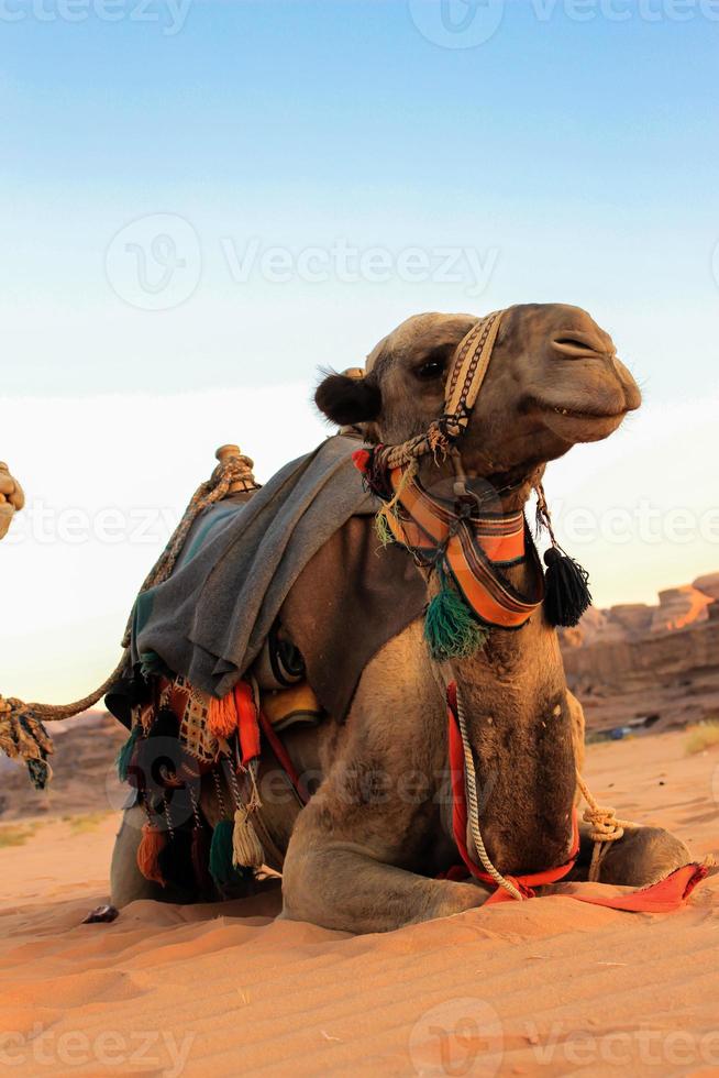 un camello tirado en la arena en wadi rum en jordania foto