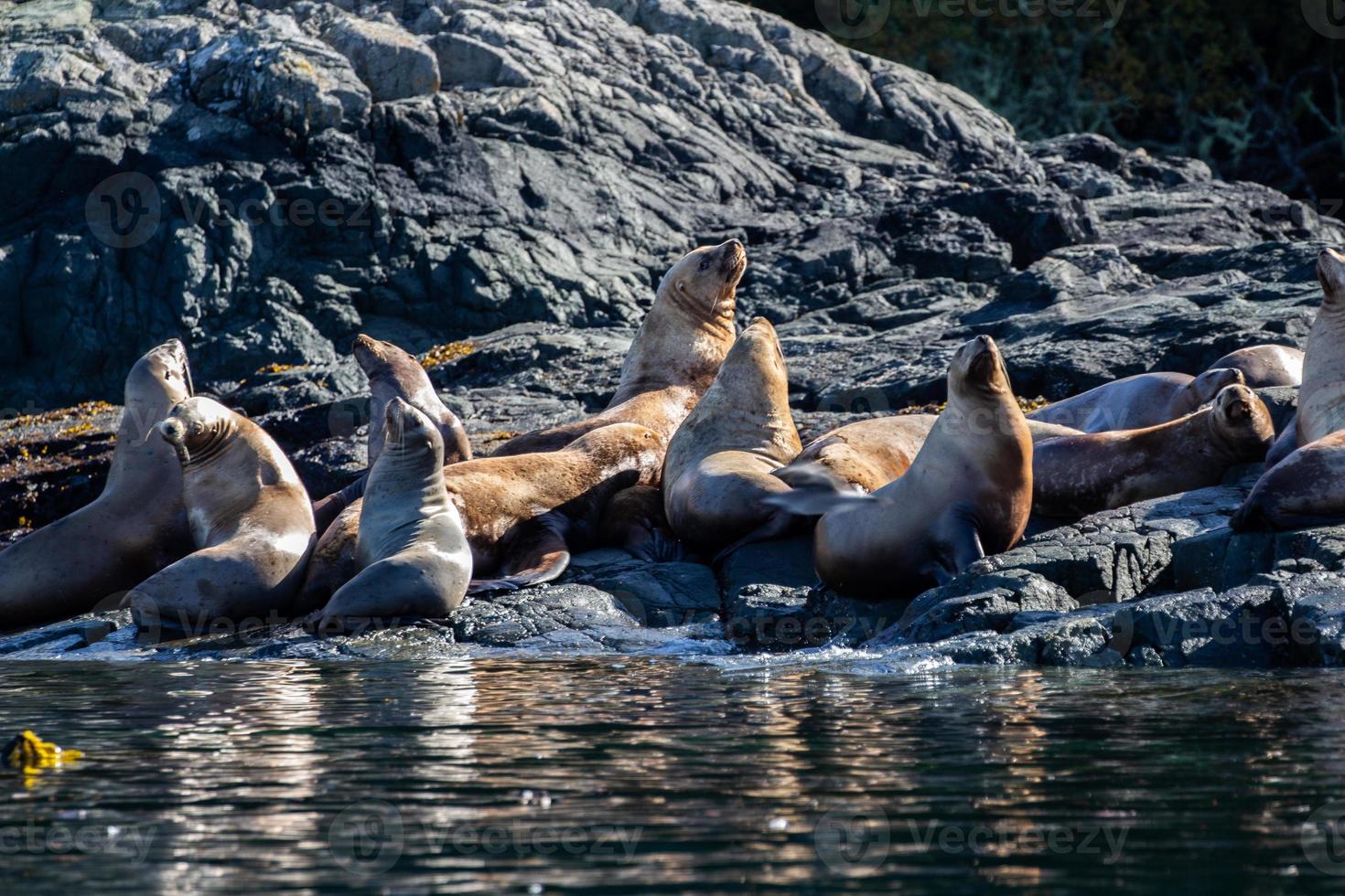 Steller leones marinos asentados sobre rocas en el estrecho de johnstone, columbia británica foto