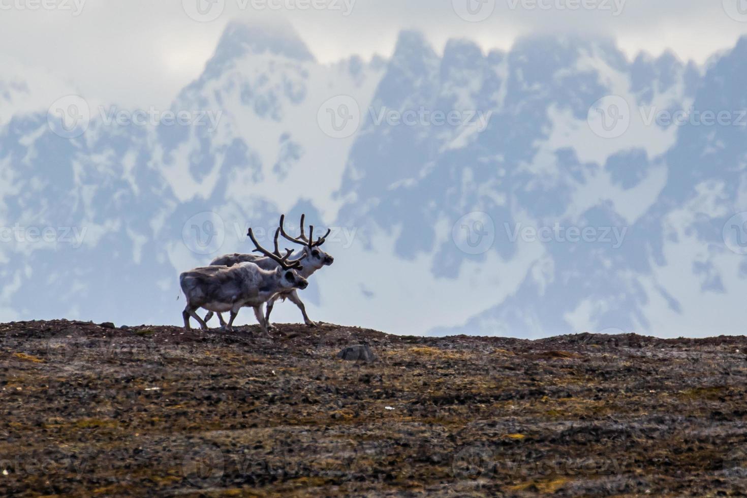 Reindeer on the tundra in front of mountains in the Arctic photo