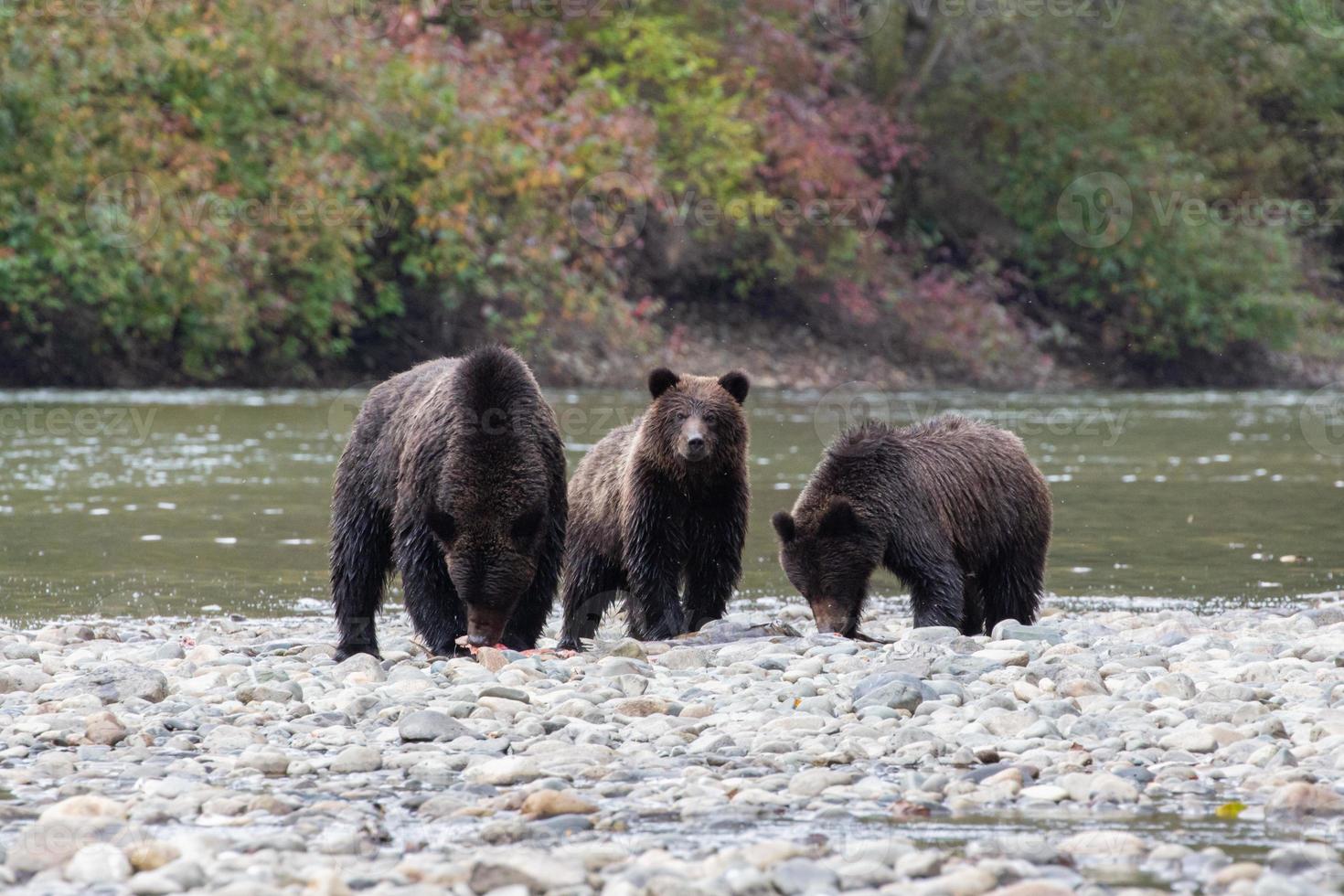 mamá oso pardo grizzly, con dos cachorros en bella coola foto