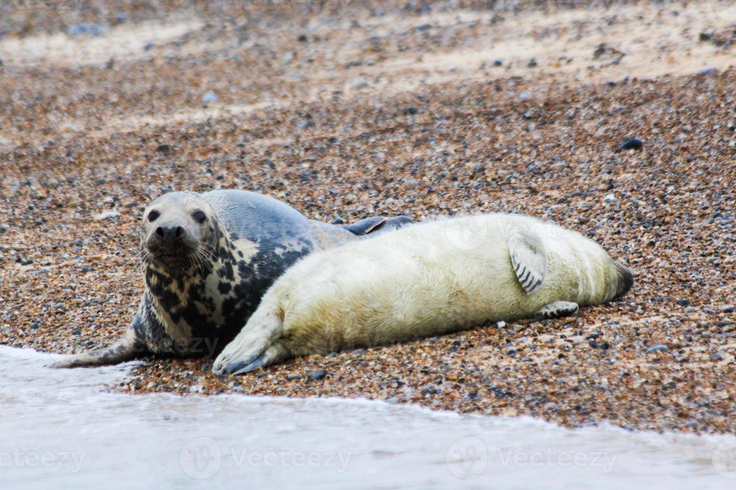 Foca gris madre con cachorro en la playa en Blakeney Point foto