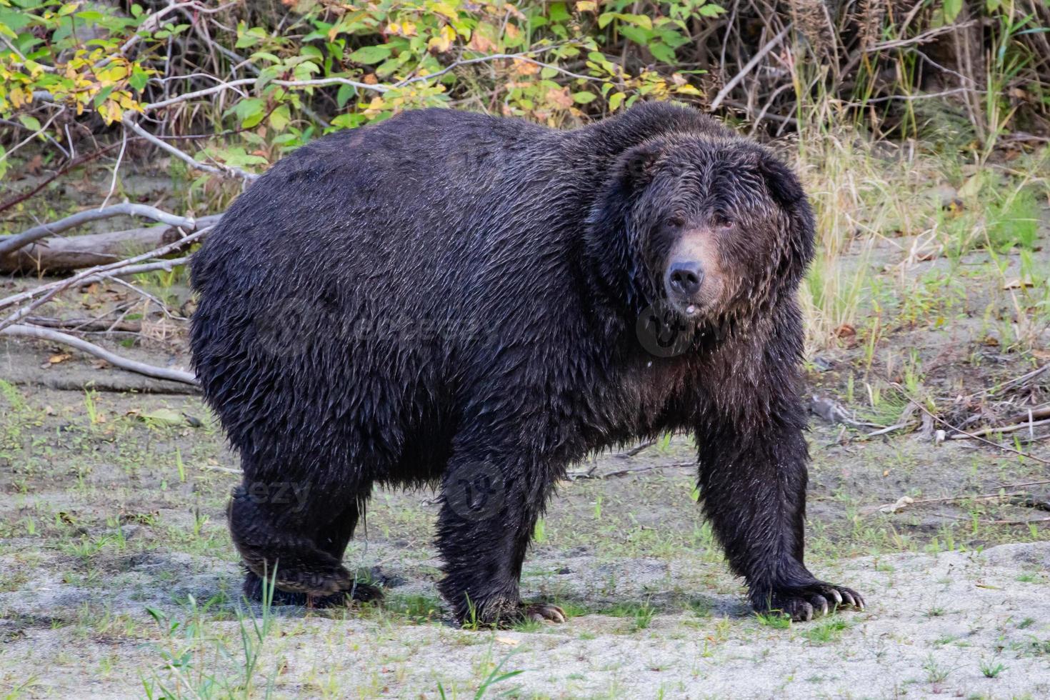 Grizzly brown bear in Bella coola photo