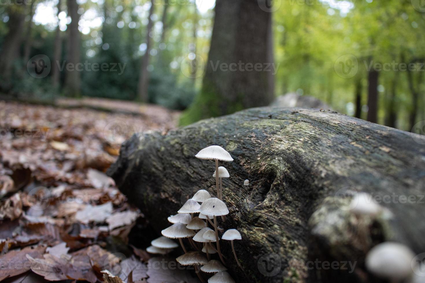 hongos que crecen en madera podrida en el bosque foto