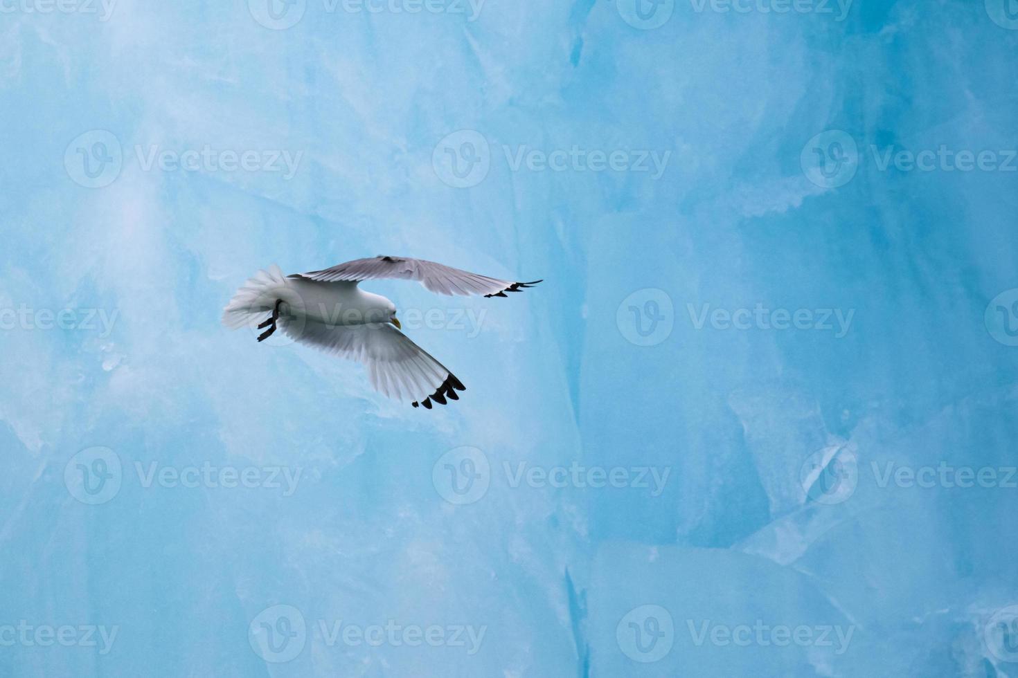 una gaviota volando frente a un iceberg en el ártico foto