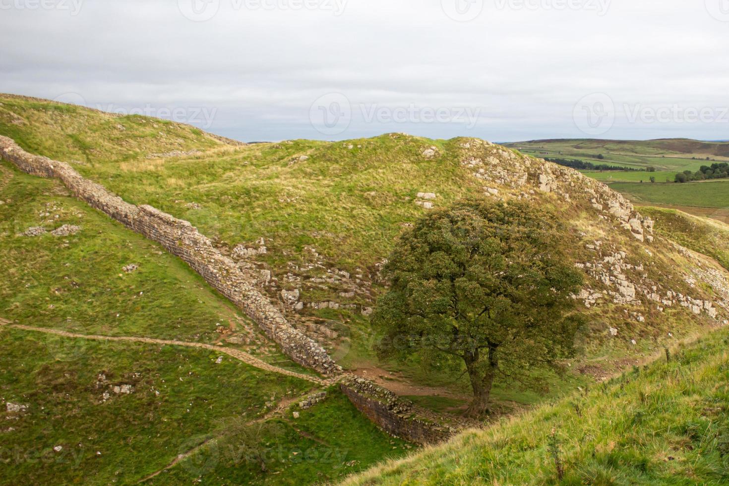 un árbol que crece entre dos colinas en una muralla romana en Northumberland foto