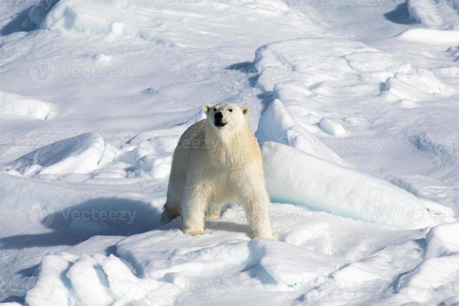 un oso polar en el hielo marino en el ártico foto