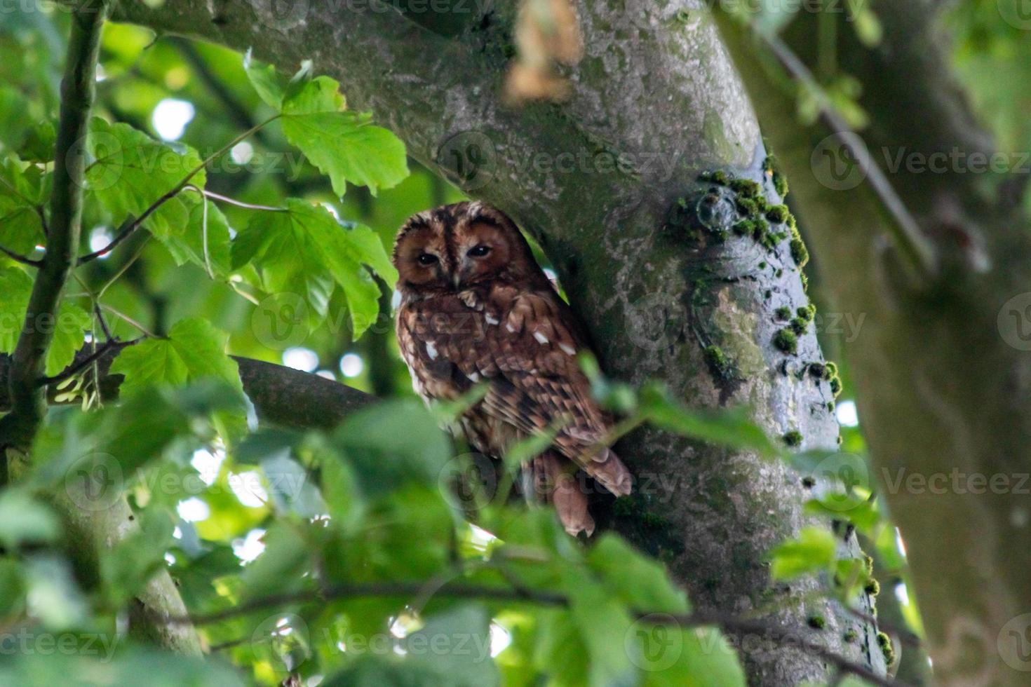 un búho tawney posado en una rama de un árbol foto