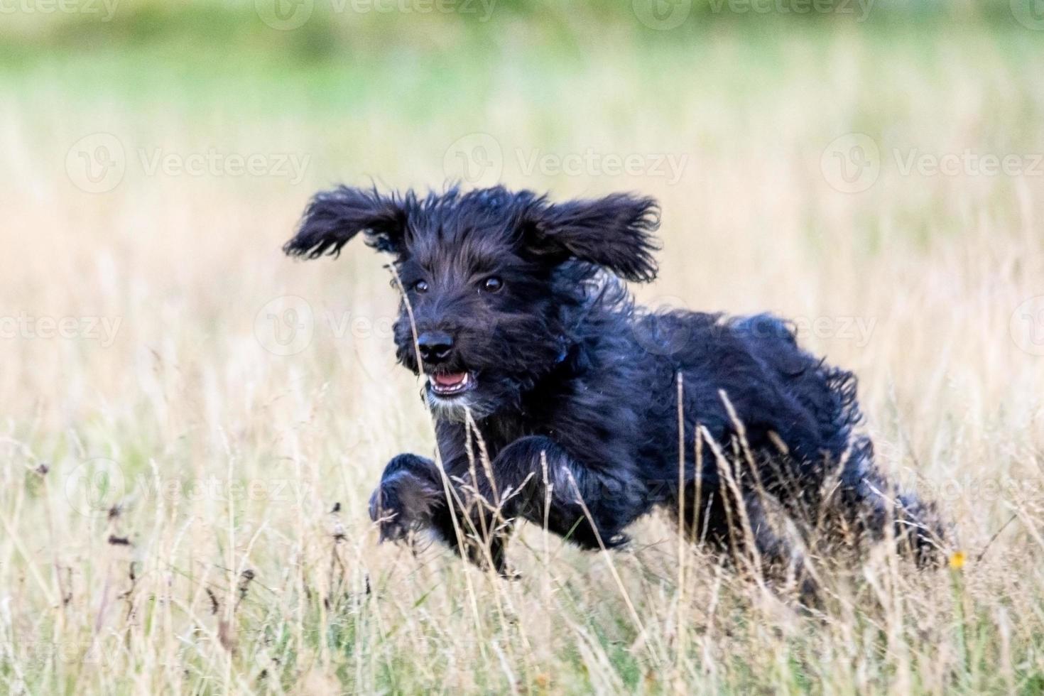un cachorro de bordoodle corriendo en el parque foto