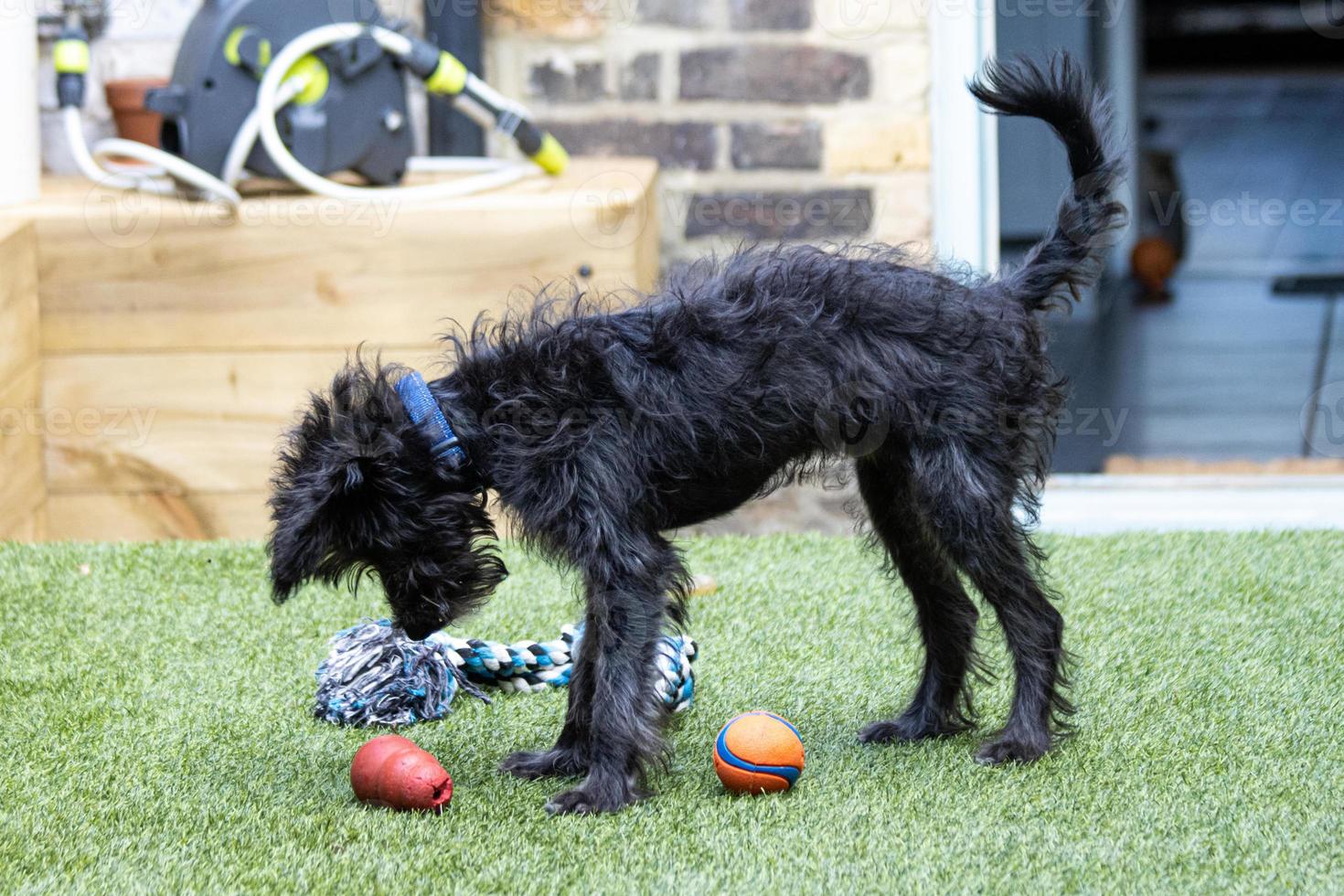 un cachorro de bordoodle jugando en el jardín con juguetes foto