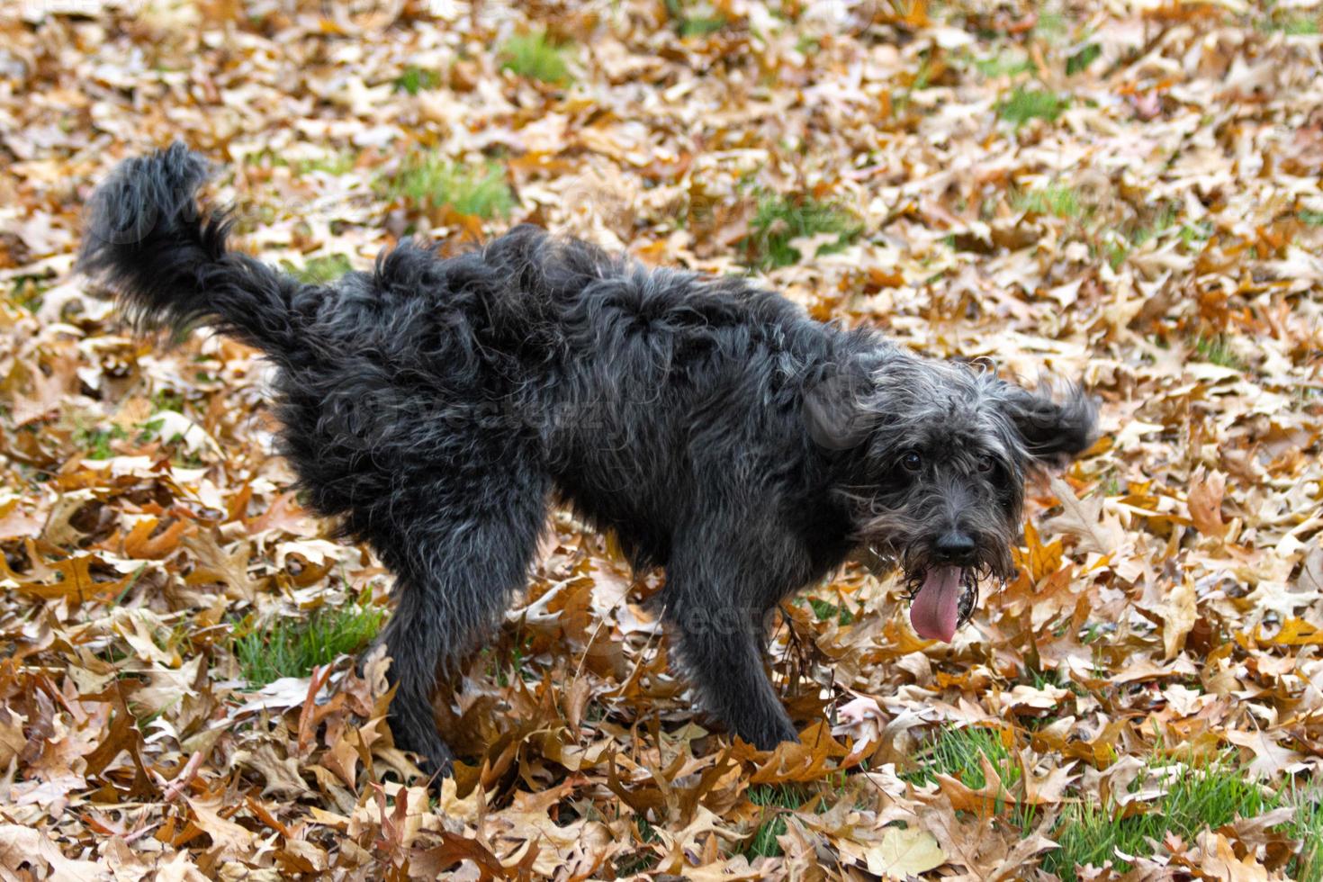 A bordoodle puppy playing in the autumn leaves photo