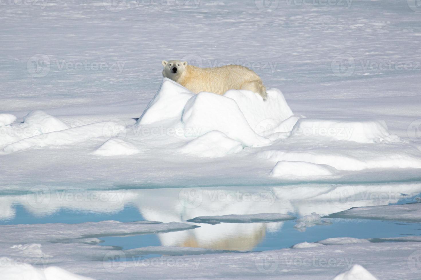 un oso polar en el hielo marino en el ártico foto