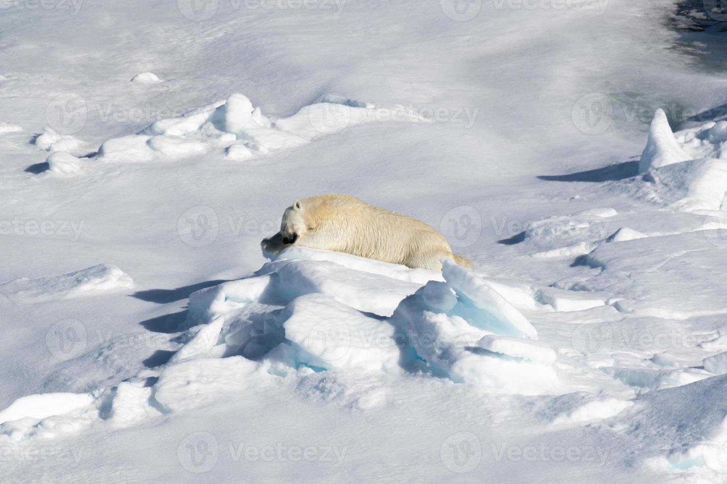 un oso polar dormido sobre el hielo marino en el ártico foto