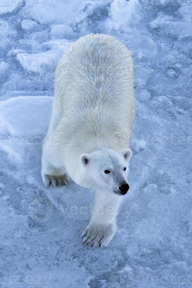 A Polar bear on sea ice in the Arctic photo