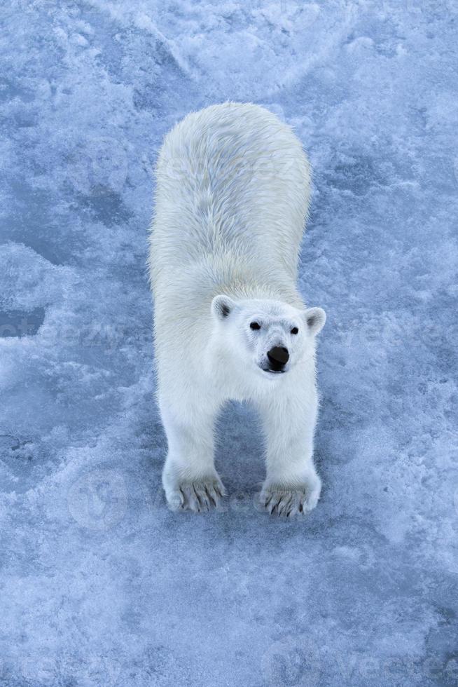 un oso polar en el hielo marino en el ártico foto