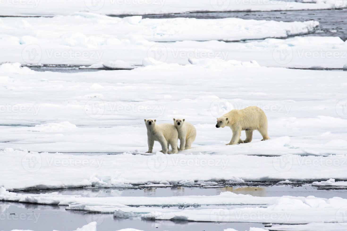 oso polar madre, con dos cachorros en el hielo marino en el ártico foto