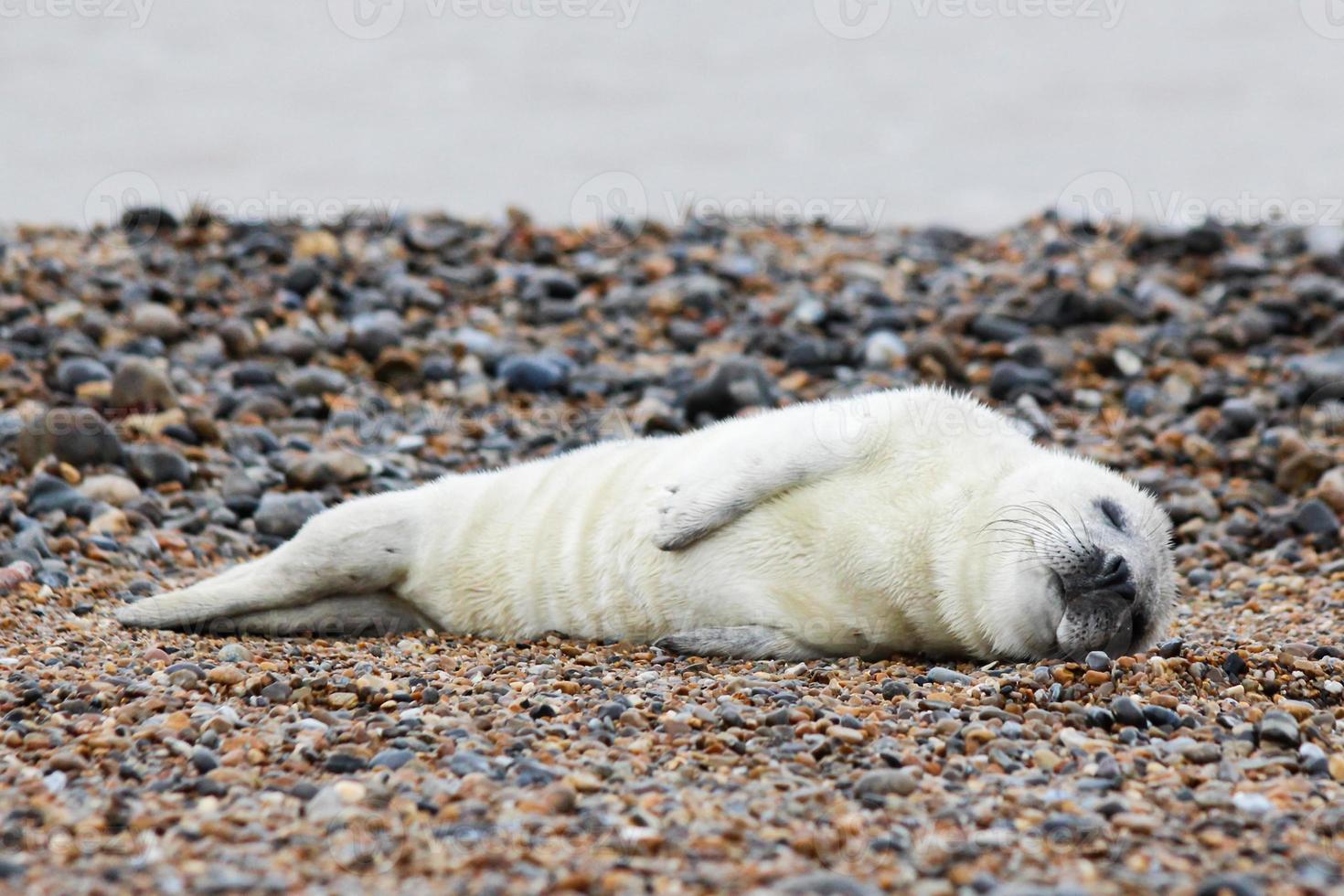 una foca gris bebé, tirada en la playa de norfolk foto