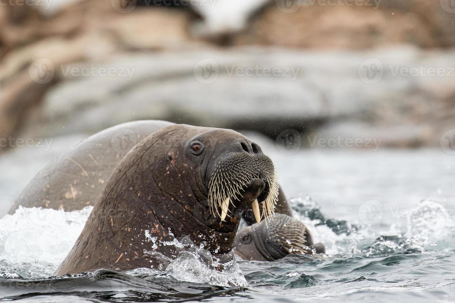 A walrus swimming in Svalbard in the Arctic photo