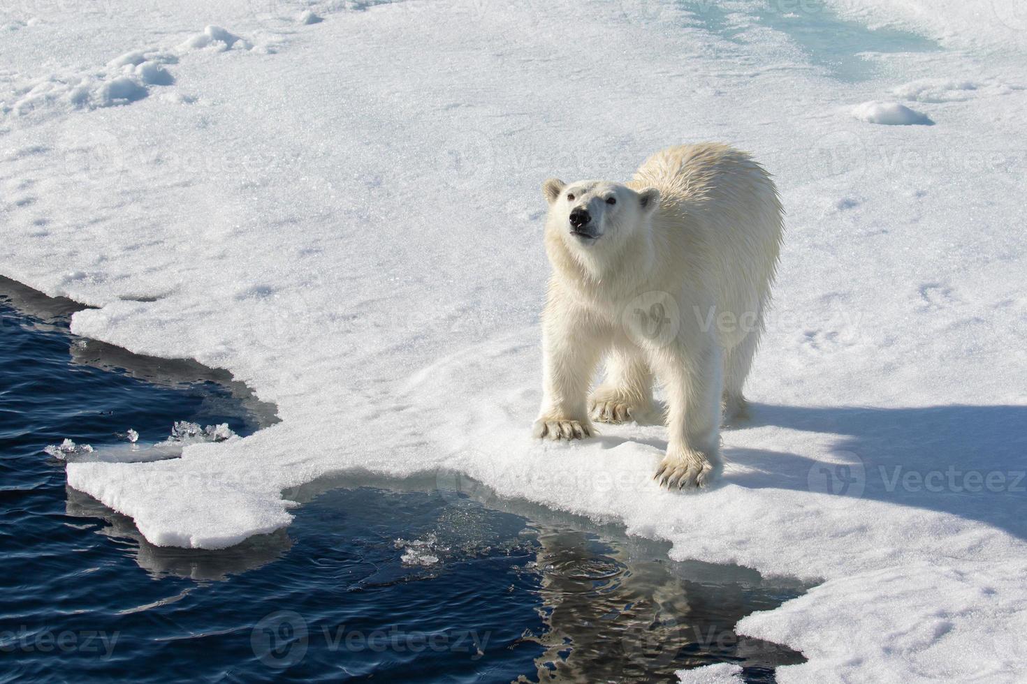 un oso polar en el hielo marino en el ártico foto